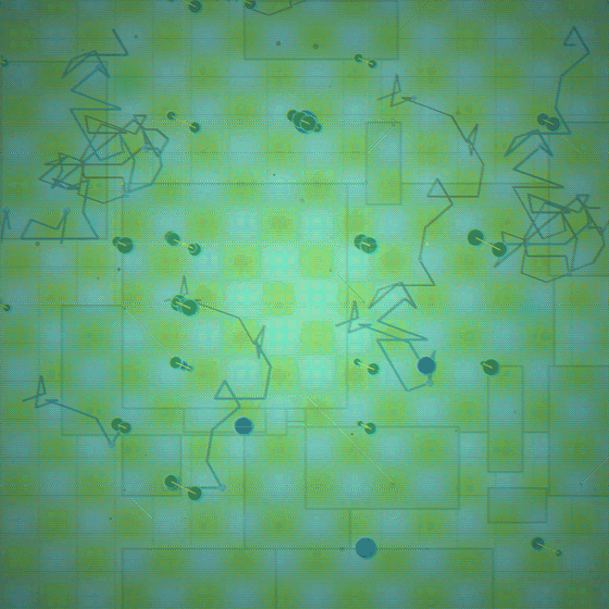 The Arithmetic Carnivore